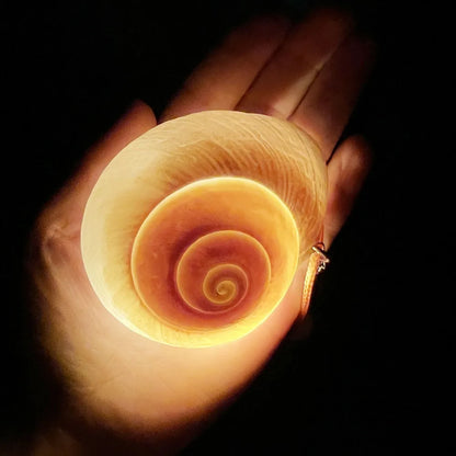 Rope Chain Sea Snail Shell Necklace Glowing Shells Cosplay Costume Glowing Necklaces Jewelry Gift Conch Shell Seashells Necklace